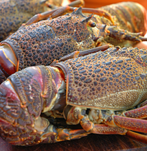 Load image into Gallery viewer, Crayfish - Whole - Medium - 5 for R600 **SAVE R210**GET FREE DELIVERY WHEN ORDERING***