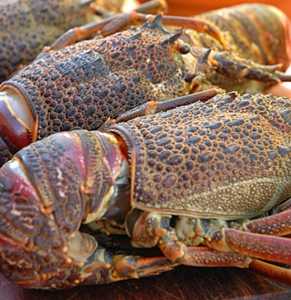 Crayfish - Whole - Medium - 5 for R600 **SAVE R210**GET FREE DELIVERY WHEN ORDERING***