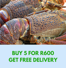 Load image into Gallery viewer, Crayfish - Whole - Medium - 5 for R600 **SAVE R210**GET FREE DELIVERY WHEN ORDERING***