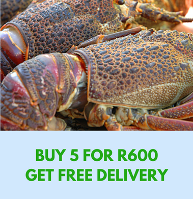 Crayfish - Whole - Medium - 5 for R600 **SAVE R210**GET FREE DELIVERY WHEN ORDERING***