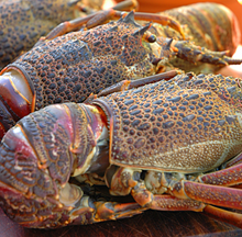 Load image into Gallery viewer, Crayfish - Whole - Medium - 5 for R600 **SAVE R210**GET FREE DELIVERY WHEN ORDERING***