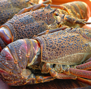 Crayfish - Whole - Medium - R135 each