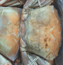 Load image into Gallery viewer, Crab - Namibian Orange Crab WHOLE - LARGE - average pack weighs 1.50kg - pack of 2 crabs