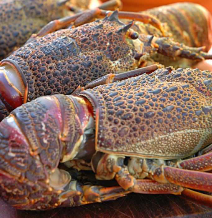 Crayfish - Whole - 400g - 450g EXTRA LARGE - R300 each **VERY VERY LIM ...
